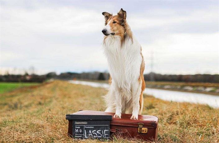 Lassie se vrací
