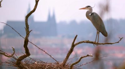 Planeta_Praha_pic